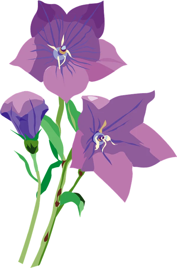 Purple Blossom Flowers PNG Transparent Background