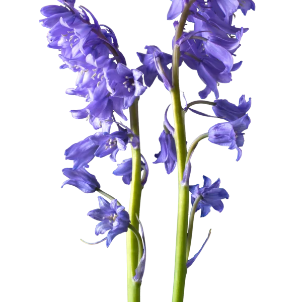 Bluebell Flowers Transparent PNG
