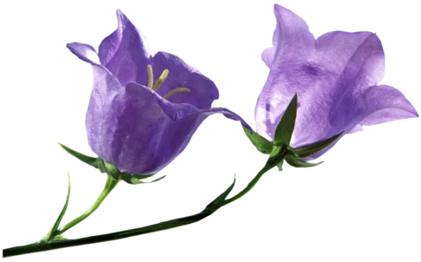 Two Purple Bellflowers PNG Transparent Background