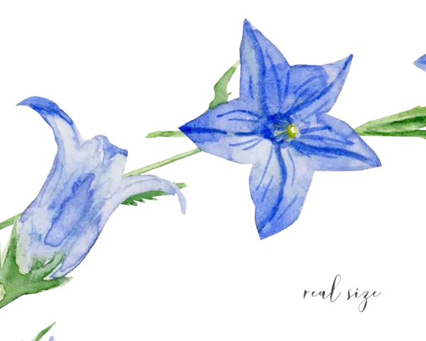 Blue Watercolor Bellflowers PNG Transparent