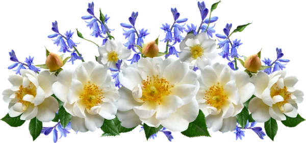 White Roses and Blue Bell Flowers Transparent PNG