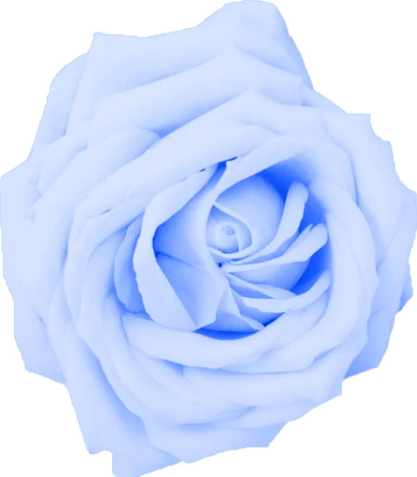 Blue Rose PNG Transparent Background