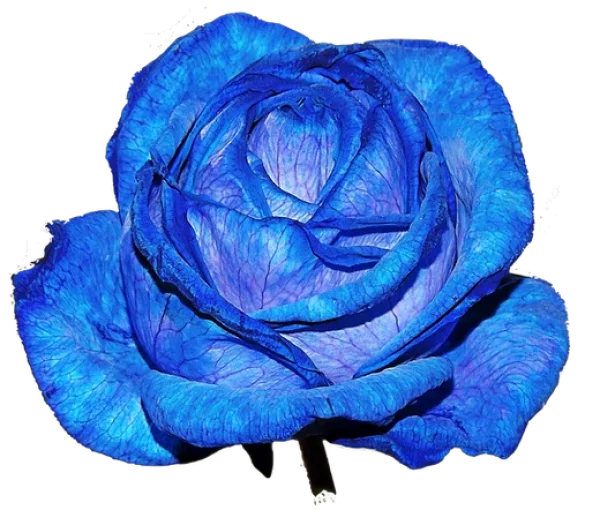 Blue Rose PNG Transparent Background