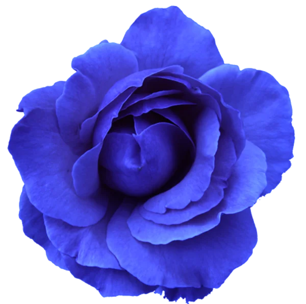 Blue Rose PNG Transparent Background