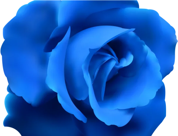 Vibrant Blue Rose PNG Transparent Background