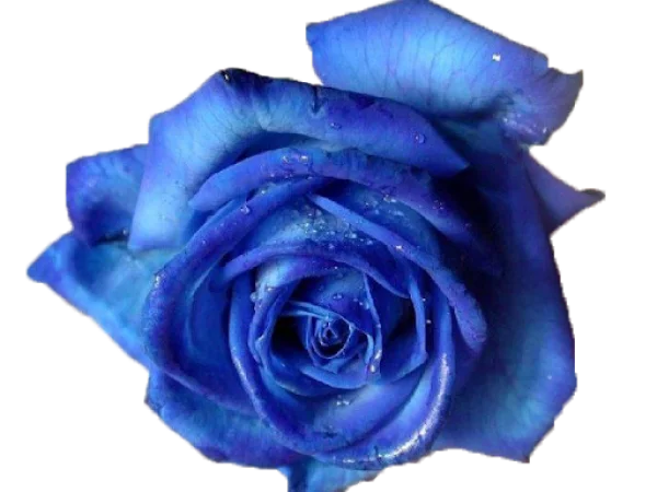 Blue Rose with Water Drops PNG Transparent Background