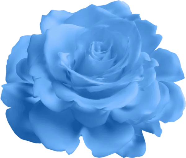 Beautiful Blue Rose PNG Transparent Background