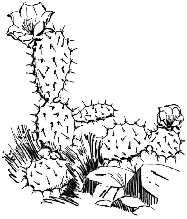 Vintage Black and White Cactus Illustration PNG