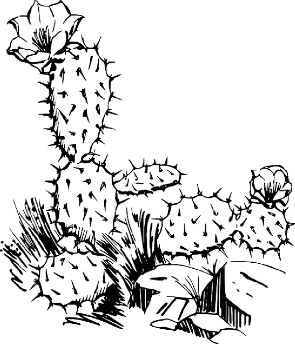 Prickly Pear Cactus Sketch PNG Transparent