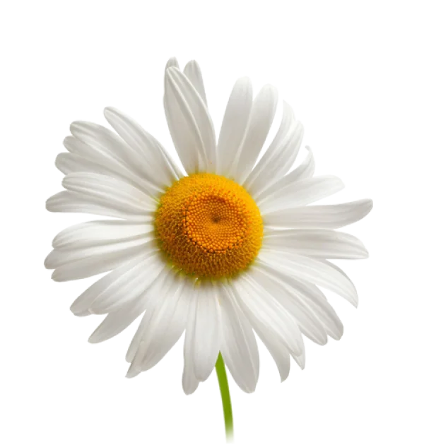White Daisy Flower PNG Transparent Background