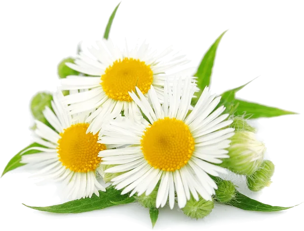 White Daisy Flowers PNG Transparent Background