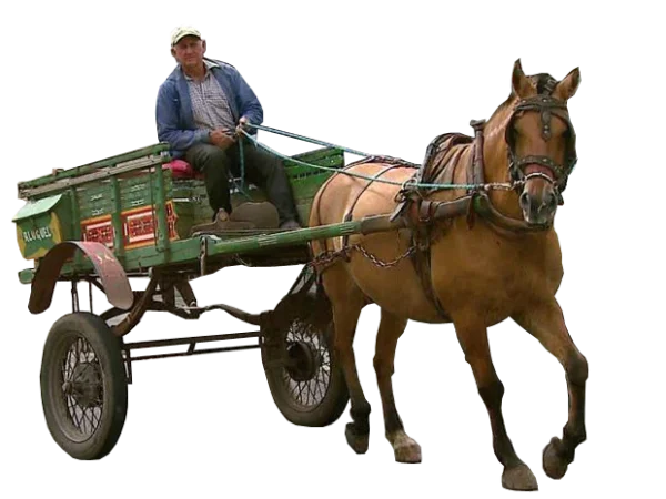 Man Riding Horse Drawn Cart PNG Transparent Background