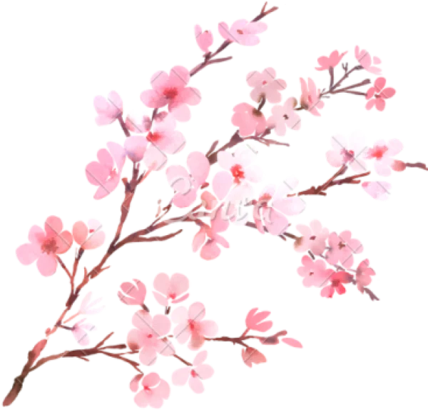 Watercolor Cherry Blossom Branch PNG