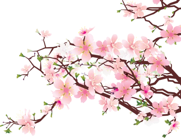 Pink Cherry Blossom Branch PNG Transparent Background