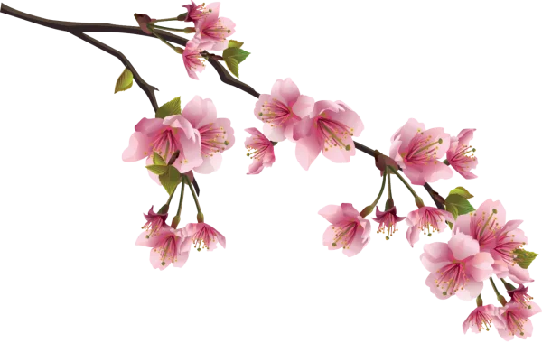 Pink Cherry Blossom Branch PNG Transparent