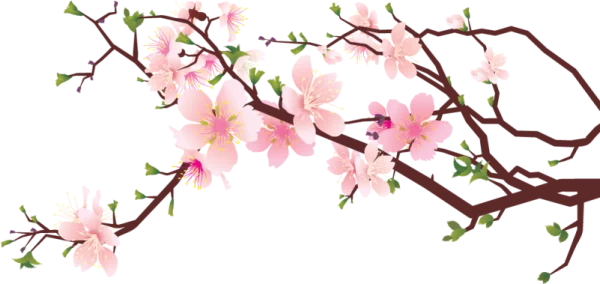 Cherry Blossom Branch PNG Transparent Background