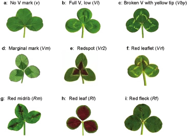 Clover Leaf Varieties with Different Markings PNG