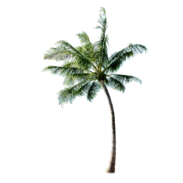 Tall Tropical Palm Tree PNG Transparent Background