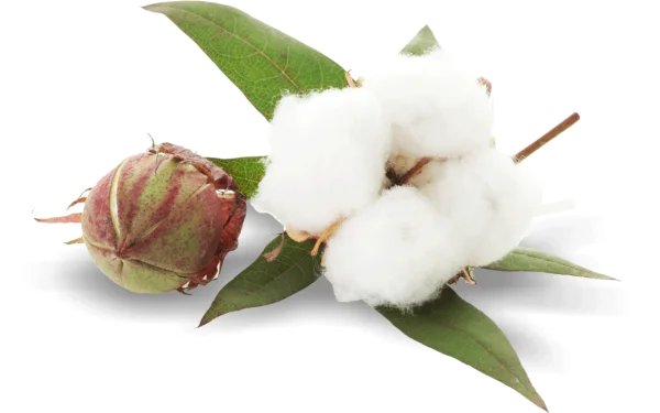 Natural Cotton Boll and Leaves PNG Transparent