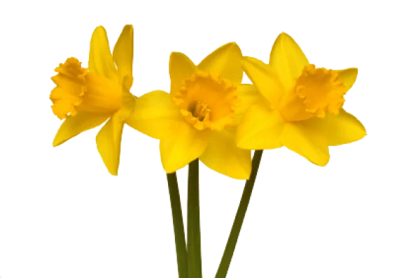 Yellow Daffodils Transparent Background PNG
