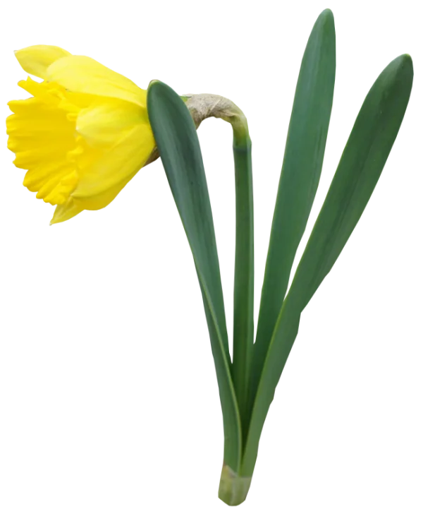 Yellow Daffodil PNG Transparent Background