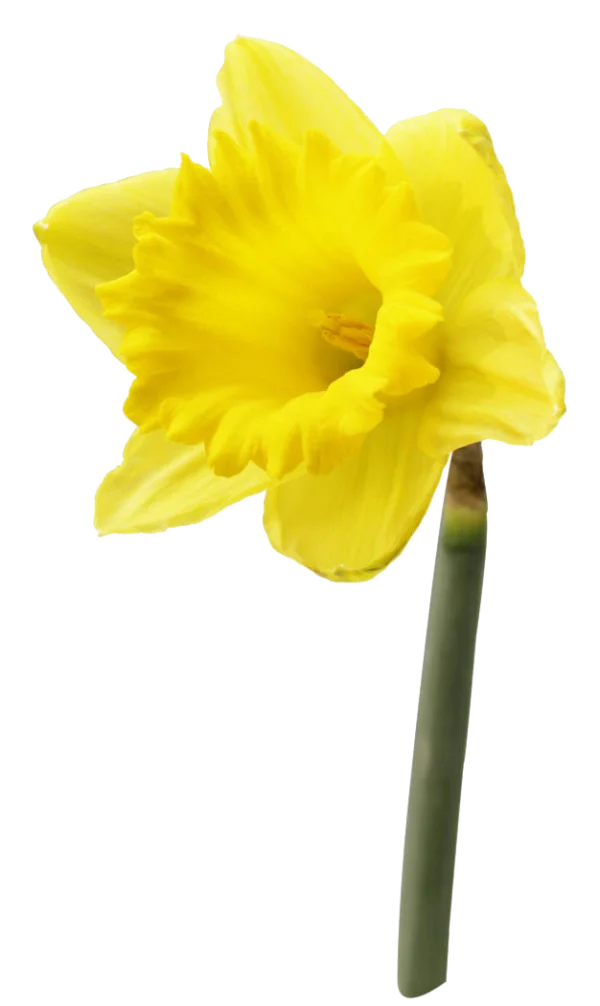 Yellow Daffodil Flower PNG Transparent Background