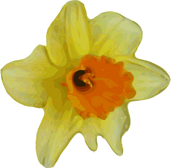 Yellow Daffodil Flower PNG Transparent Background