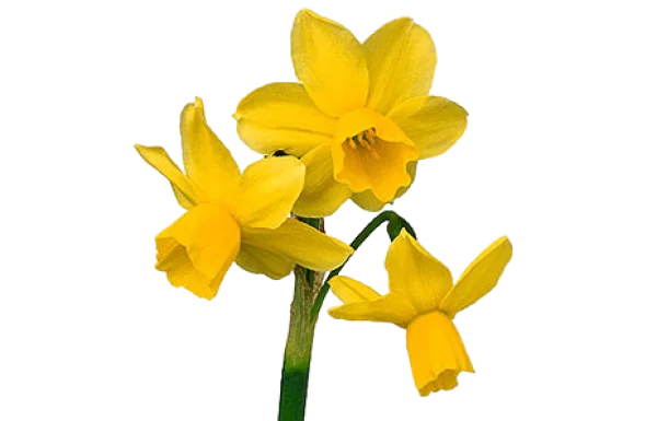 Three Yellow Daffodils PNG Transparent Background