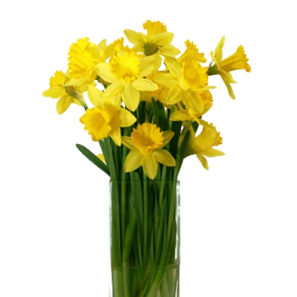 Yellow Daffodils in Glass Vase PNG Transparent