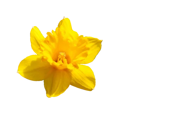 Yellow Daffodil Flower PNG Transparent Background