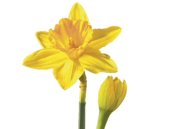 Daffodil Flower and Bud PNG
