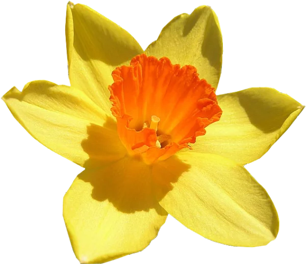 Yellow Daffodil Flower PNG Transparent Background