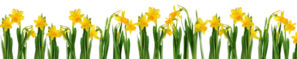 Yellow Daffodils Border PNG Transparent Background
