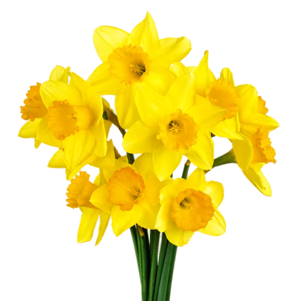 Yellow Daffodils Bouquet PNG Transparent Background