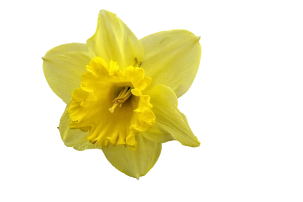 Yellow Daffodil Flower PNG Transparent Background