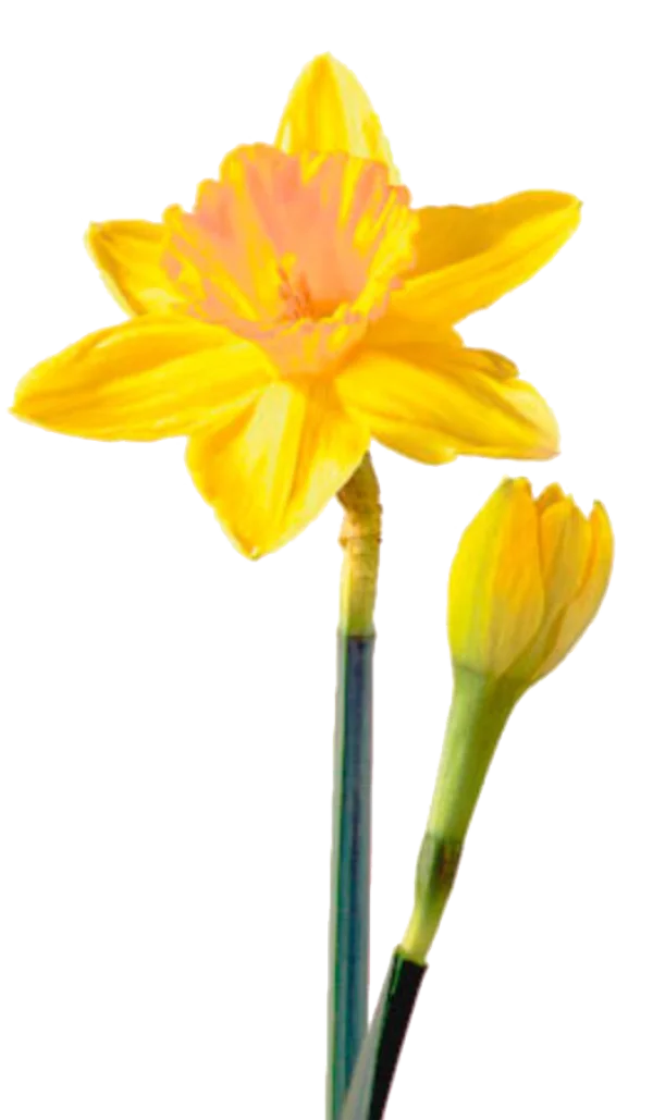 Yellow Daffodil Flower and Bud PNG Transparent Background