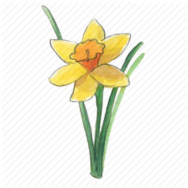 Watercolor Daffodil Flower PNG Transparent Background