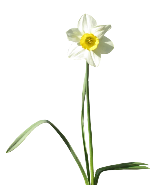 White Daffodil Flower PNG Transparent Background