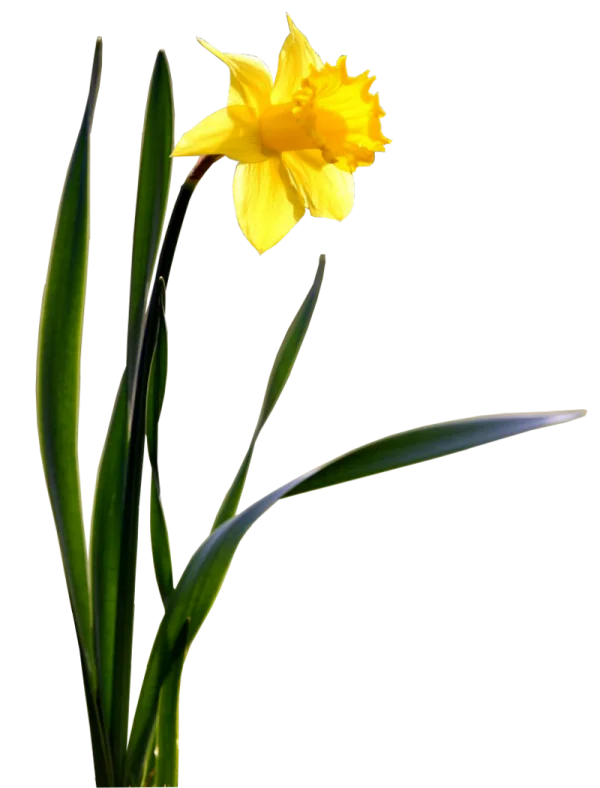 Bright Yellow Daffodil Flower PNG Transparent