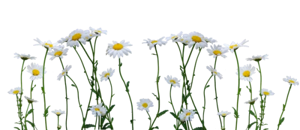Daisy Flowers Row PNG Transparent Background