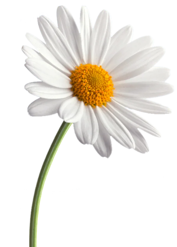 Daisy Flower with Transparent Background PNG