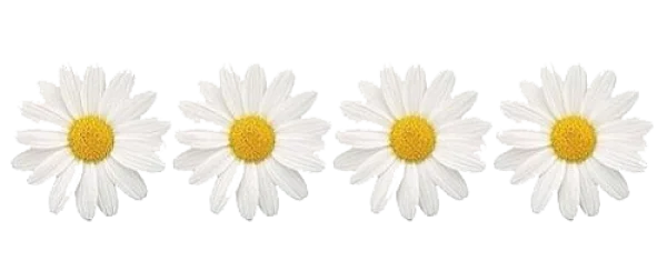 Four Daisy Flowers PNG Transparent Background