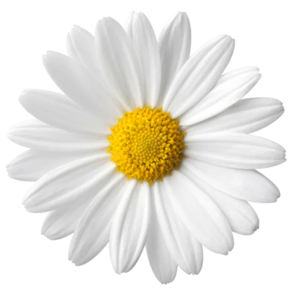 White Daisy Flower PNG Transparent Background