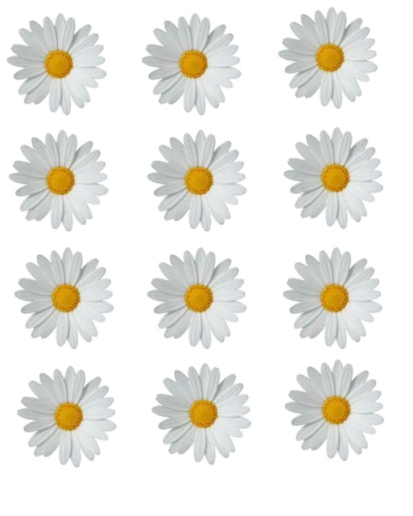 White Daisy Flowers PNG Transparent Background