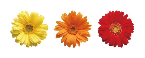 Three Colorful Gerbera Daisies Transparent Background