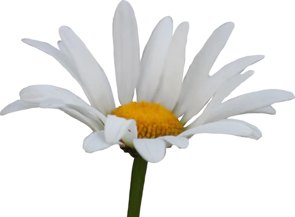 White Daisy Flower PNG Transparent Background