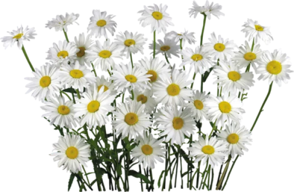 White Daisy Flowers Bunch PNG Transparent Background
