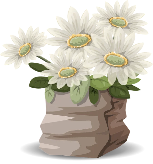 White Daisies in Stone Pot PNG Transparent Background