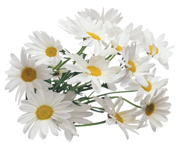 White Daisy Flowers PNG Transparent Background