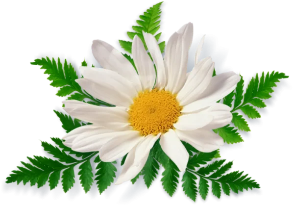 Daisy Flower with Fern Leaves PNG Transparent Background